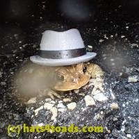 /home//u458753944/public_html/sourcegallery////////////////////////////////////Roxborough Toad Detour/2013-2019/2018/2018-04-28/P4280040.JPG